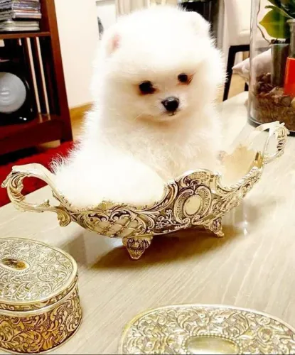 Filhote Spitz Alemão, O rabinho que não para de abanar pode ser seu!