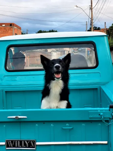 BORDER COLLIE MACHO A PROCURA DE NAMORADA 