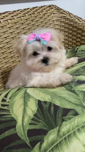 Maltês com pedigree e todas as garantias