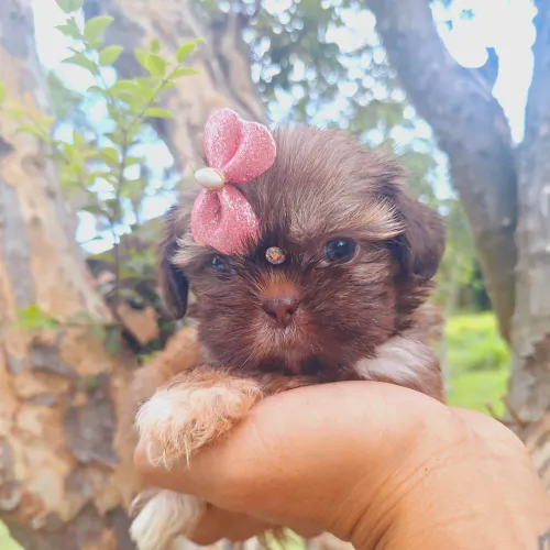 Filhote Shih Tzu, Seu Melhor Amigo Está Apenas a Um Passo de Você!