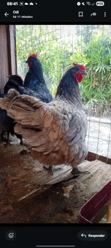 Galos e galinhas pretas