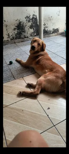 Doa- se Cachorro Golden com Labrador