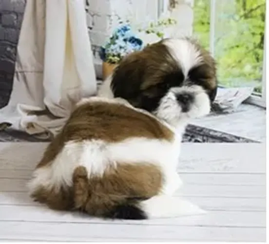 Shih-Tzu Fêmea Cream and White: Fofura de Dois Tons!