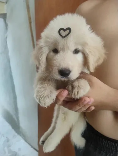 Golden macho com 2 vacinas ja