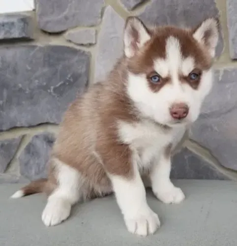 Fofo filhote Husky Siberiano si lhe falta asas para um anjo 
