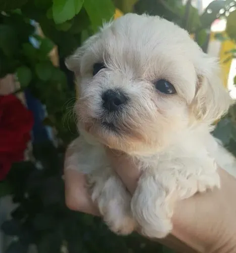 Uma Pequena Nuvem de Amor Esperando por Você