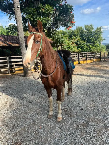 Cavalo mangalarga marchador 