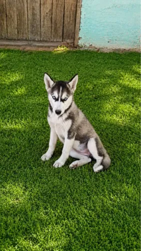 Husky com 03 vacinas Importada Vanguard Plus! 