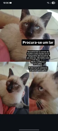 Doa-se gato filhote