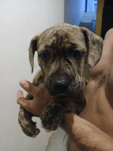 Pitbull - American Staffordshire Terrier 