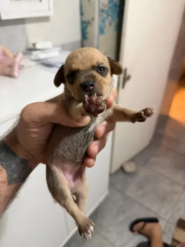 Pinscher fêmea 00