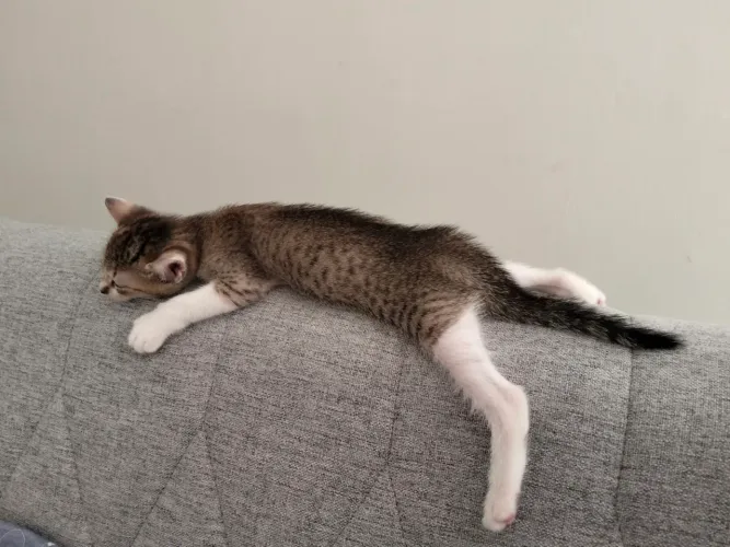 Linda gatinha para adoção