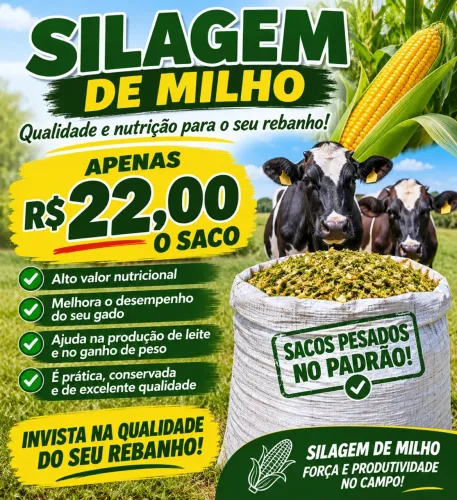 Silagem de milho em Lagarto Se