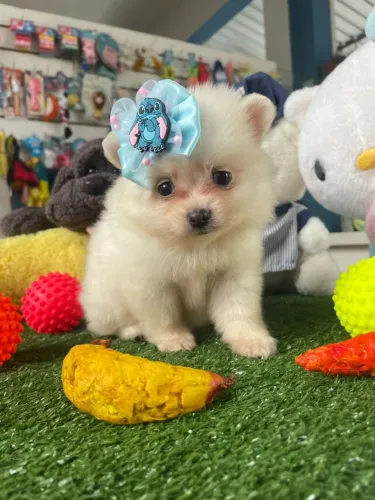 Filhote de de Spitz alemão fêminha fofa 