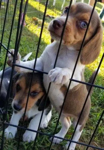 Beagle alegre e inteligente 