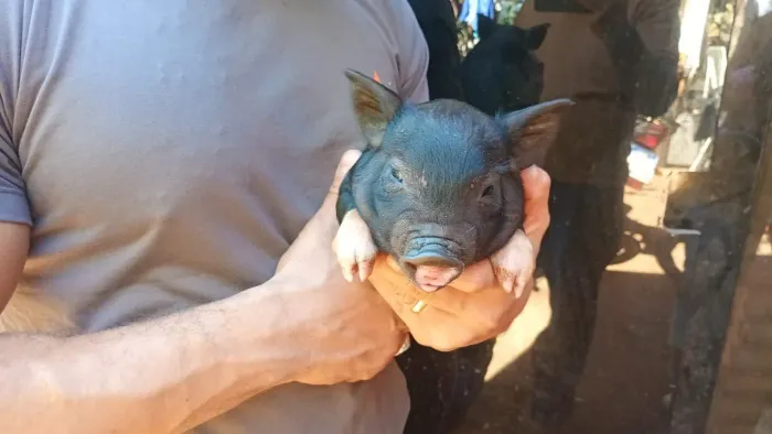 Mini pig fêmea