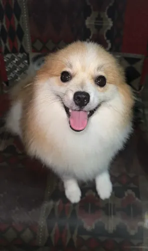 Spitz Alemão FÊMEA