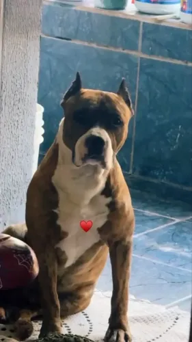 Doação american staffordshire terrier