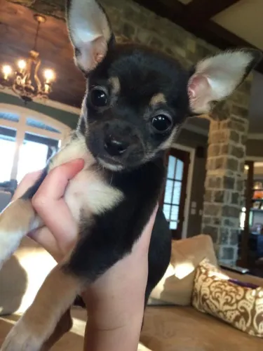 Pinscher coragem em tamanho 