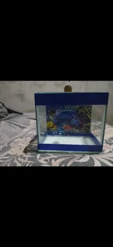 Aquário 3 litros+Caminha flutuante+ Ração Poyatara Betta