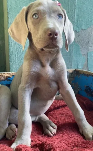 Filhotes puros de Weimaraner
