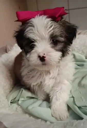Lindos Filhotes de Shih Tzu Disponíveis | Consulte a Disponibilidade