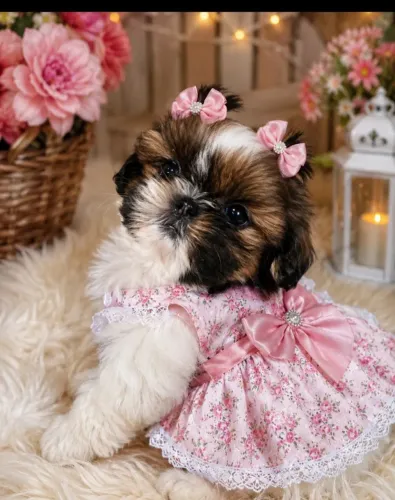 Shih-Tzu fêmea