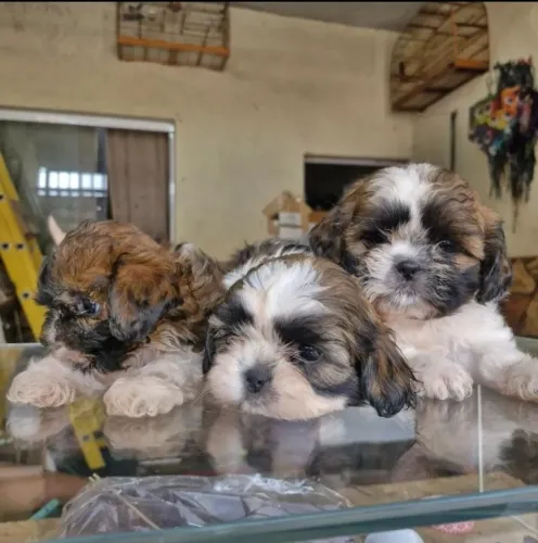 Shihtzu Macho/ Fêmea micros