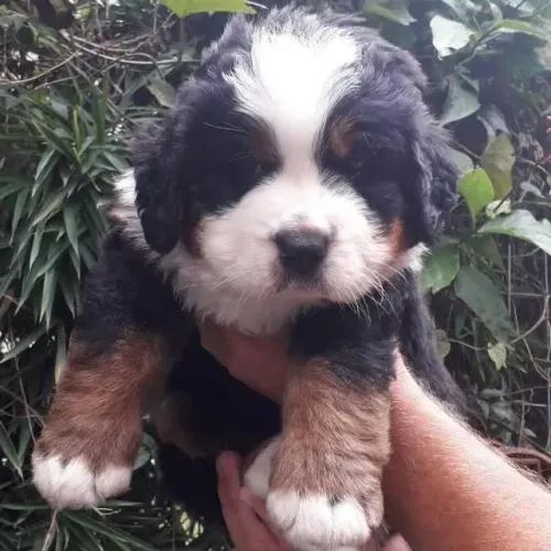 Filhotes de Bernese | Um olhar que conquista imediatamente.