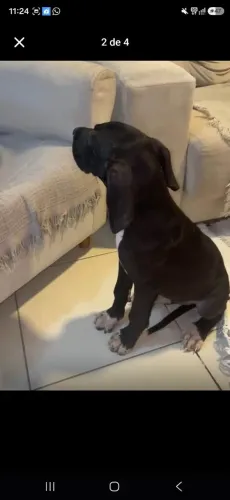 Doação Dogue Alemão (Doação consciente)