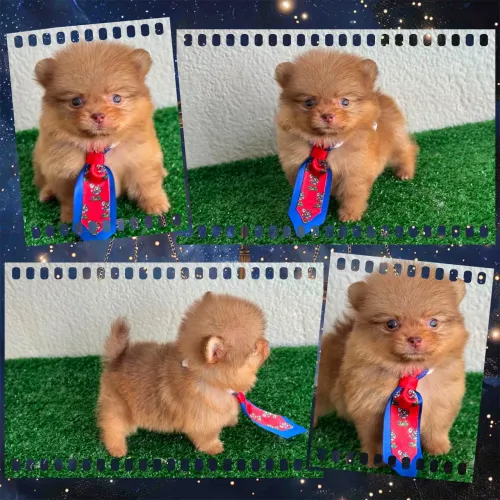 Lulu da pomerania anãozinho !!!