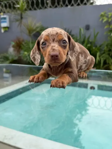Dachshund