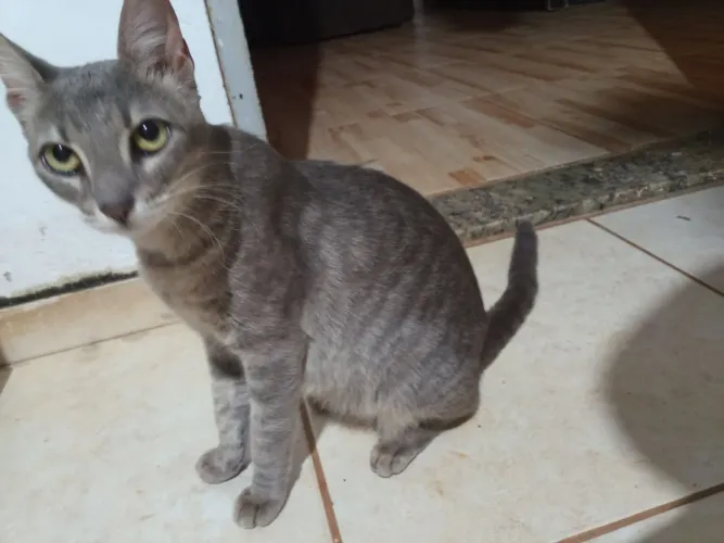 Doaçao felino