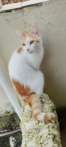 Doação de gatinha castrada