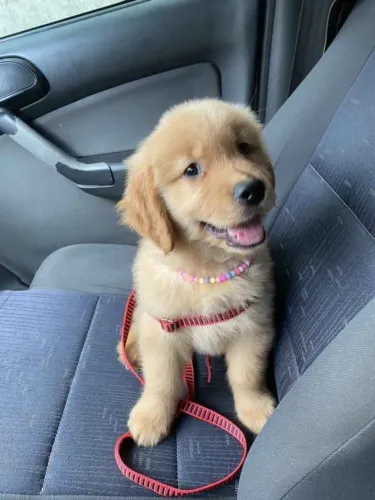 Filhote Golden Retriever, Pequenos, fofos e cheios de amor para compartilhar!