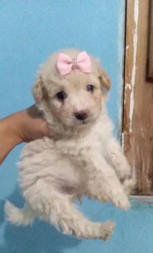 Poodle toy fêmea ?