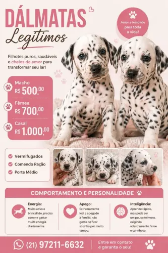 Filhotes de dalmatas