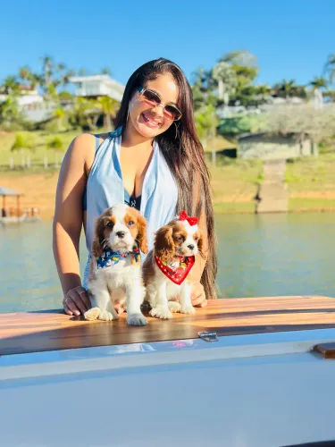 Cavalier king macho e fêmea a pronta entrega