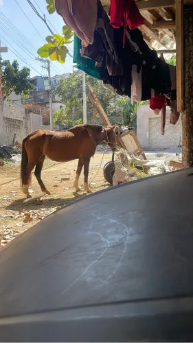 Égua prenha de mangalarga