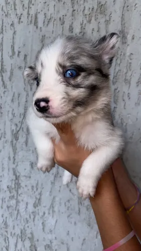 FILHOTES DE BORDER COLLIE PUROS