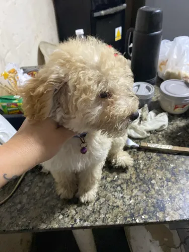 Cachorro