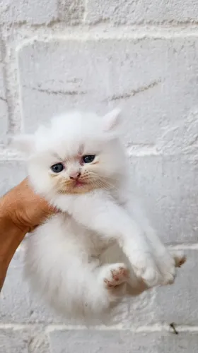 Filhote fêmea de gato persa
