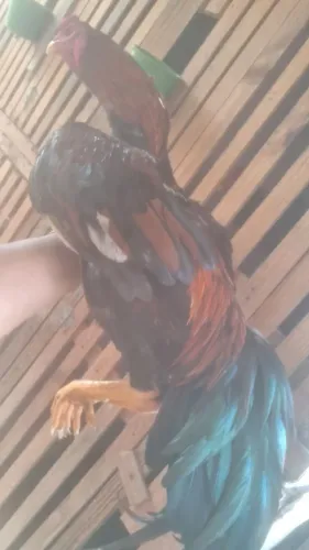 Frango carioca 