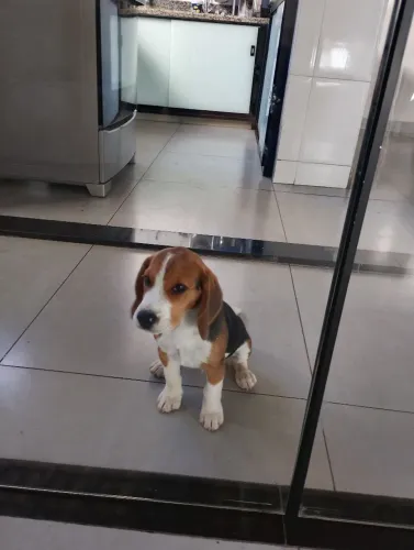Beagle filhote