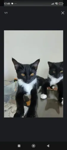 Gatinhos castrados para adoção responsável