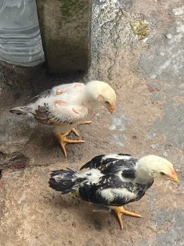 VENDO! CASALZINHO! RAÇA PURA CAPOEIRA