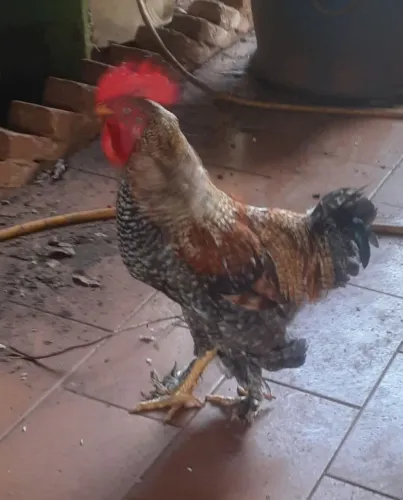 Galo raça Brahma