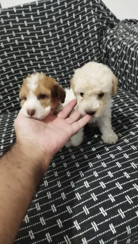 Poodle micro toy. ( O menor da raça ) 