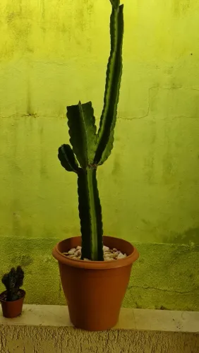 Cactos Mandacaru
