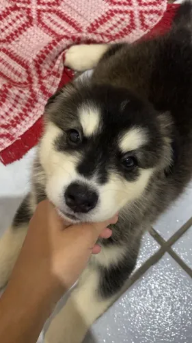 Filhote de Husky siberiano